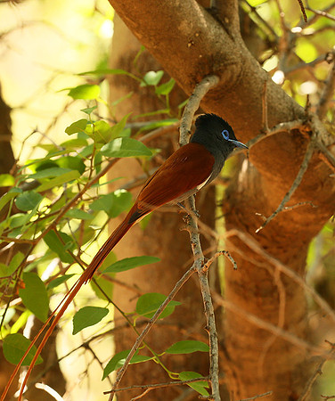 Paradise flycatcher - Madikwe