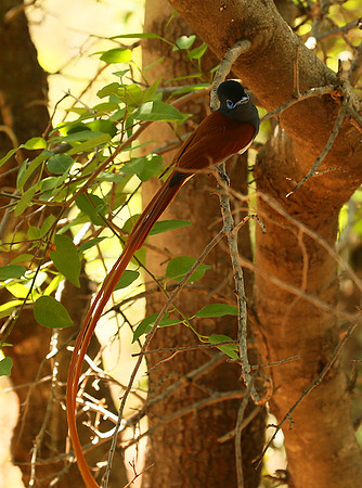 Paradise flycatcher - Madikwe