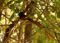 Paradise flycatcher - Madikwe