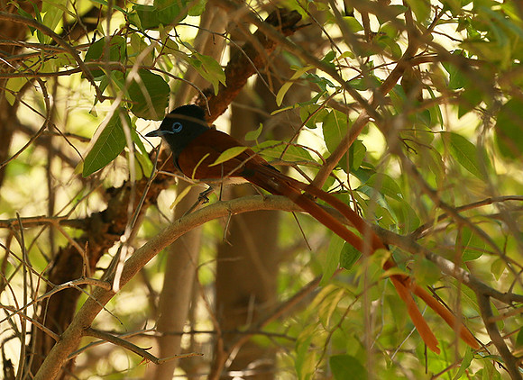 Paradise flycatcher - Madikwe