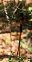 Paradise flycatcher - Madikwe