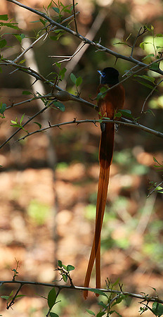 Paradise flycatcher - Madikwe