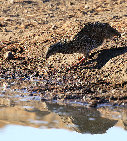 Natal spurfowl (francolin) - Malilangwe