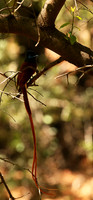Paradise flycatcher - Madikwe