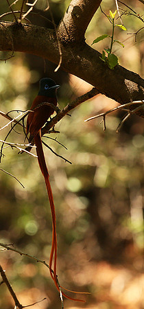 Paradise flycatcher - Madikwe
