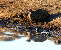 Swainson's spurfowl - Malilangwe