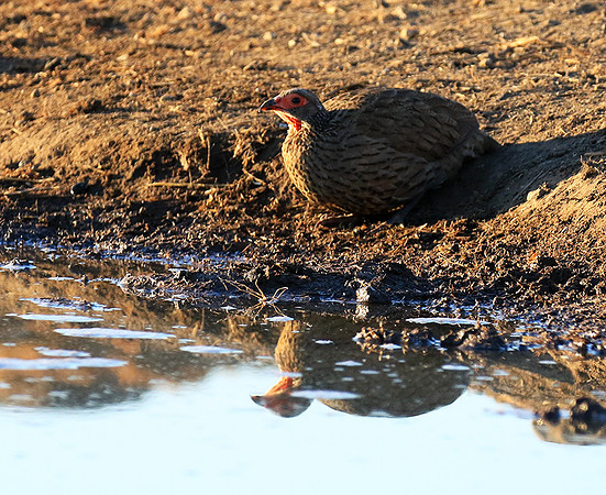 Swainson's spurfowl - Malilangwe
