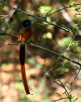 Paradise flycatcher - Madikwe