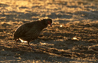 Swainson's spurfowl - Malilangwe
