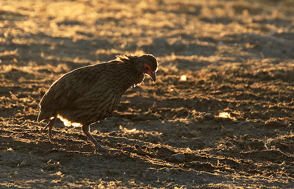 Swainson's spurfowl - Malilangwe