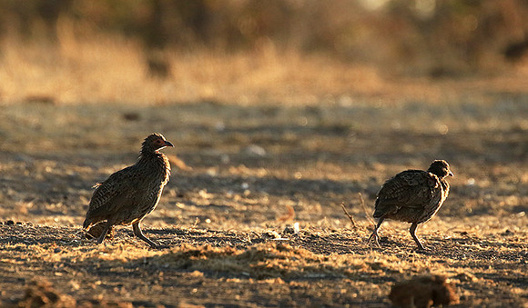 Swainson's spurfowl - Malilangwe