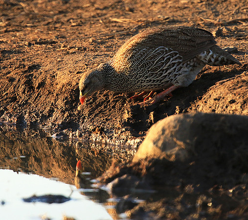 Swainson's spurfowl - Malilangwe