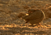 Swainson's spurfowl - Malilangwe