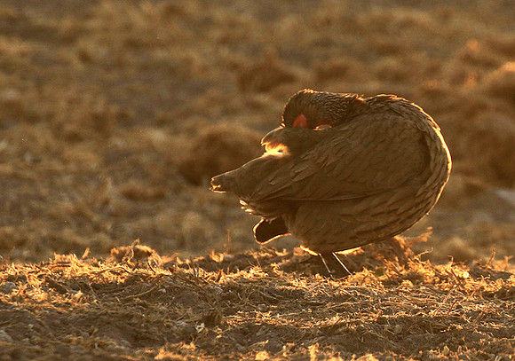 Swainson's spurfowl - Malilangwe