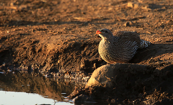 Natal spurfowl (francolin) - Malilangwe