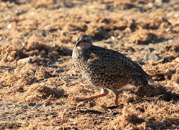 Natal spurfowl (francolin) - Malilangwe