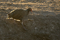 Swainson's spurfowl - Malilangwe