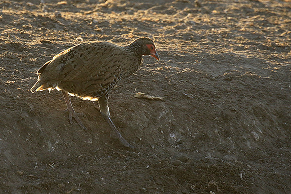 Swainson's spurfowl - Malilangwe