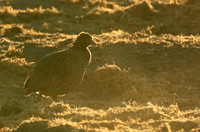 Swainson's spurfowl - Malilangwe