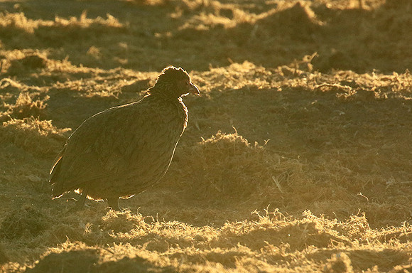 Swainson's spurfowl - Malilangwe