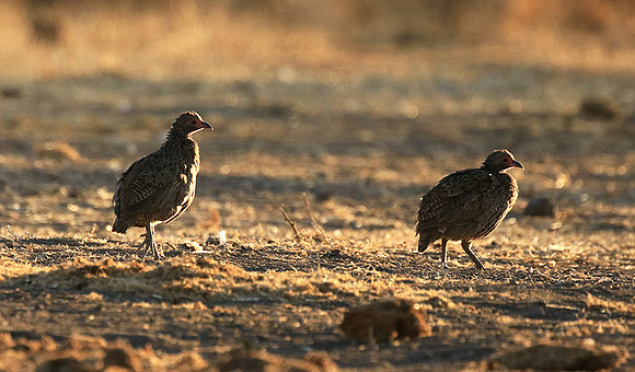 Swainson's spurfowl - Malilangwe