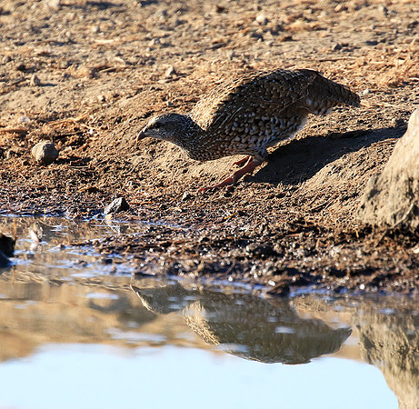 Natal spurfowl (francolin) - Malilangwe