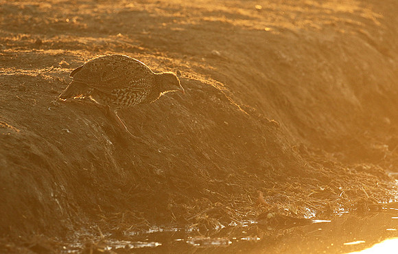 Swainson's spurfowl - Malilangwe