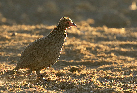Swainson's spurfowl - Malilangwe