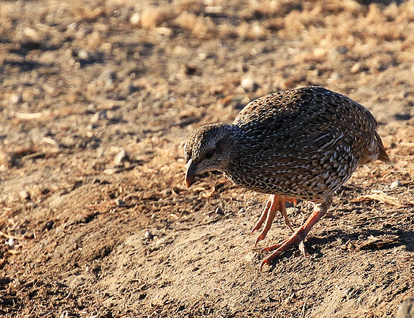 Natal spurfowl (francolin) - Malilangwe