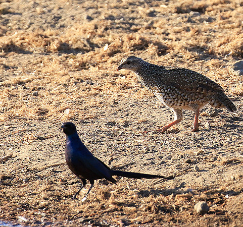 Natal spurfowl (francolin) - Malilangwe