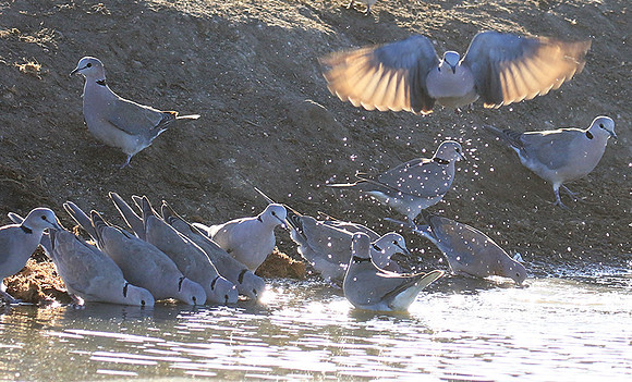 Collared doves - Malilangwe