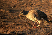 Swainson's spurfowl - Malilangwe