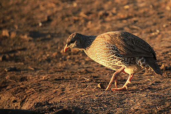 Swainson's spurfowl - Malilangwe