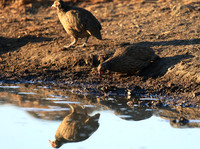 Swainson's spurfowl - Malilangwe