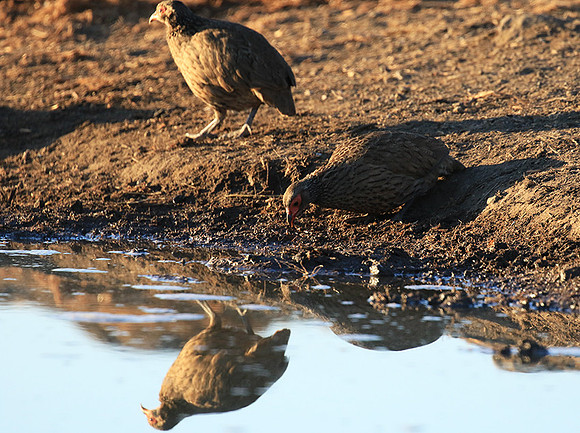Swainson's spurfowl - Malilangwe