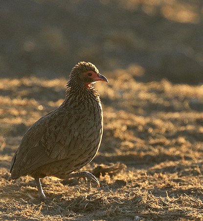 Swainson's spurfowl - Malilangwe