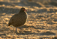 Swainson's spurfowl - Malilangwe