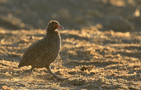 Swainson's spurfowl - Malilangwe
