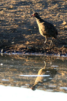 Swainson's spurfowl - Malilangwe