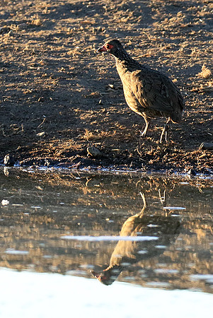 Swainson's spurfowl - Malilangwe