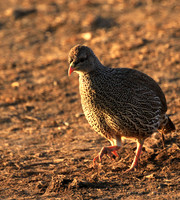 Swainson's spurfowl - Malilangwe
