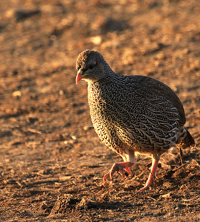Swainson's spurfowl - Malilangwe