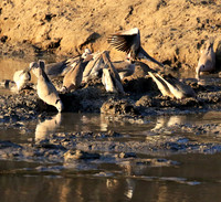 Mana Pools NP