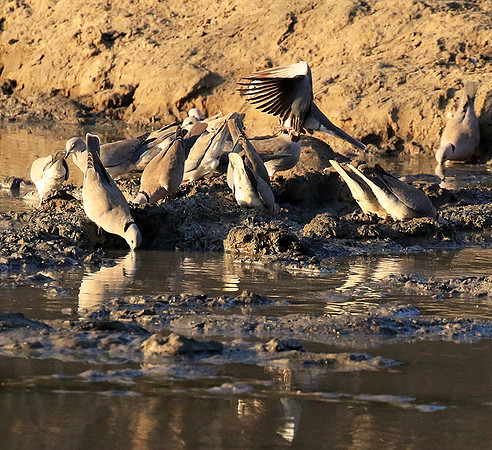 Mana Pools NP