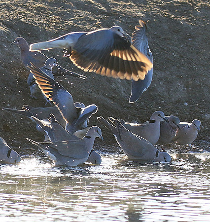 Collared doves - Malilangwe