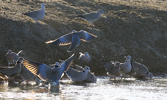 Collared doves - Malilangwe
