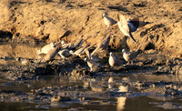 Mana Pools NP