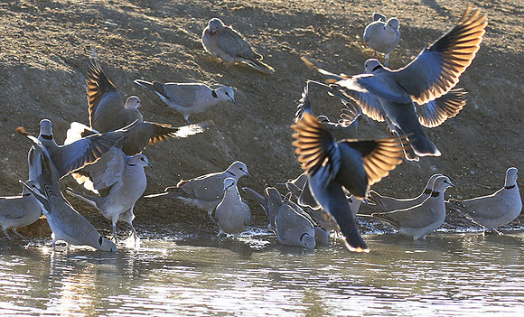 Collared doves - Malilangwe