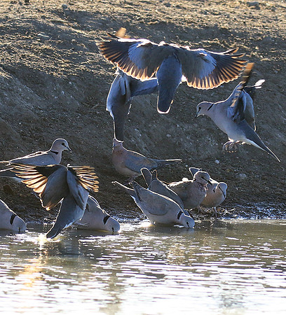 Collared doves - Malilangwe