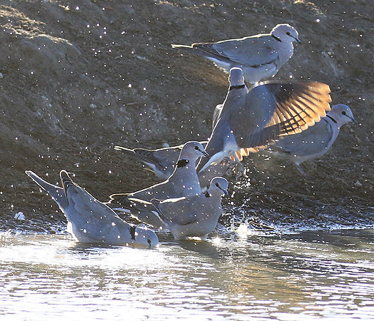 Collared doves - Malilangwe